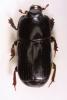 Platysoma elongatum elongatum